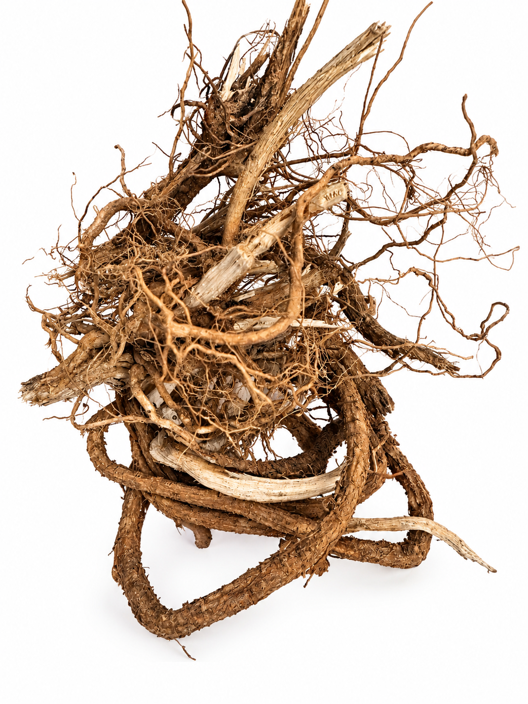 Vervain Root — Dried Herbal Root
